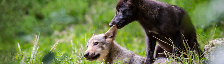 Center for Biological Diversity
